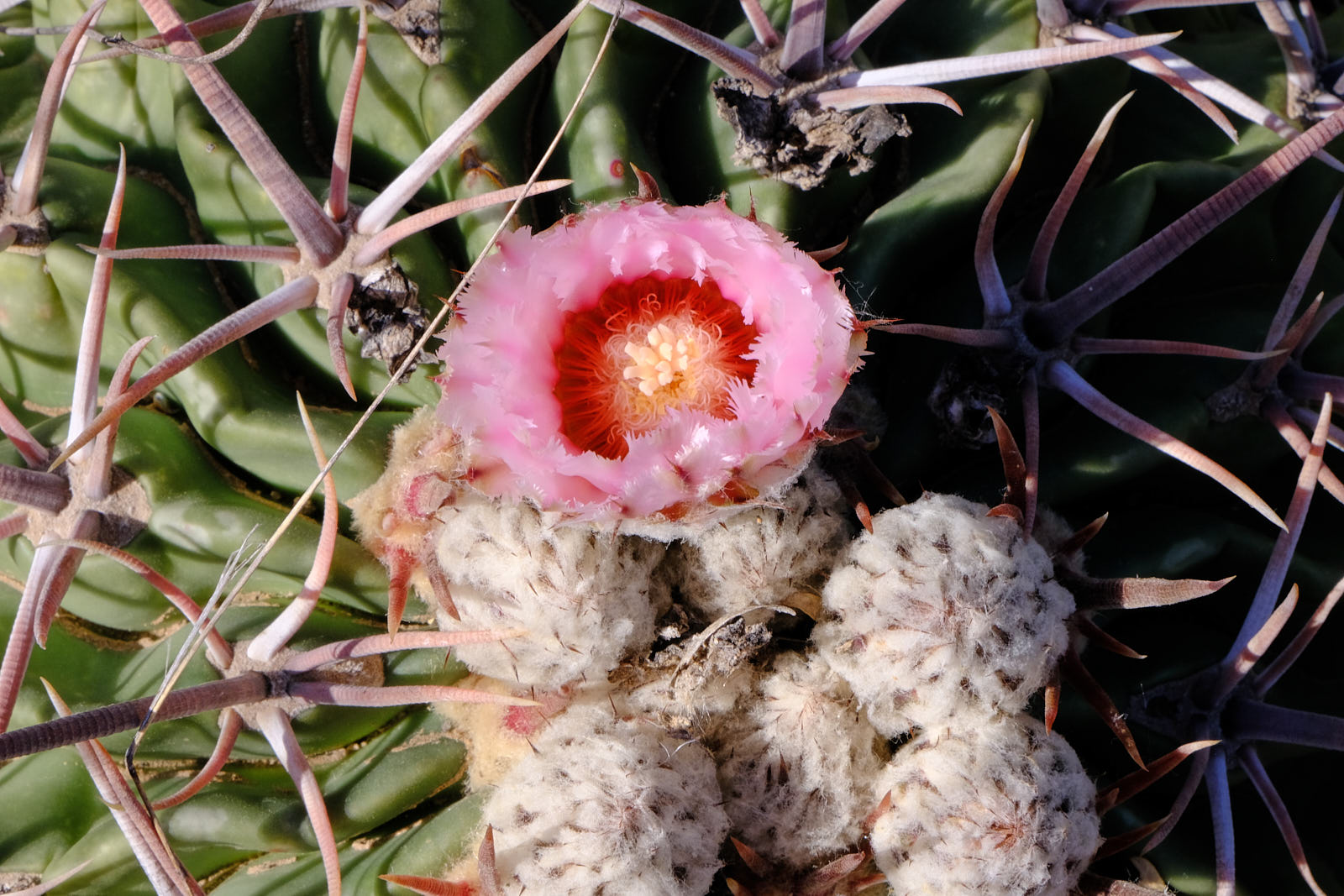 Sun makes the day new.