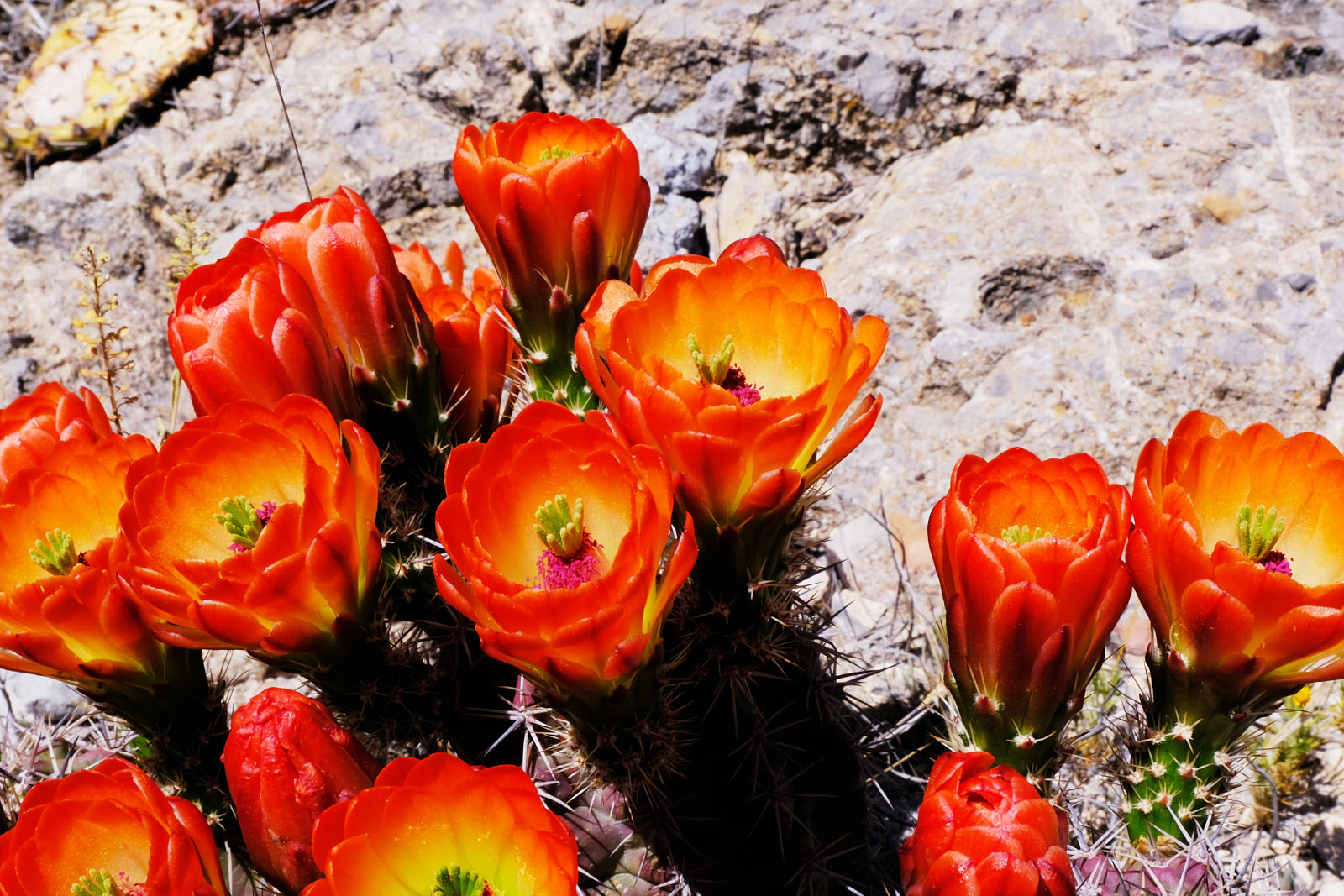 Let the heart’s pain slack off