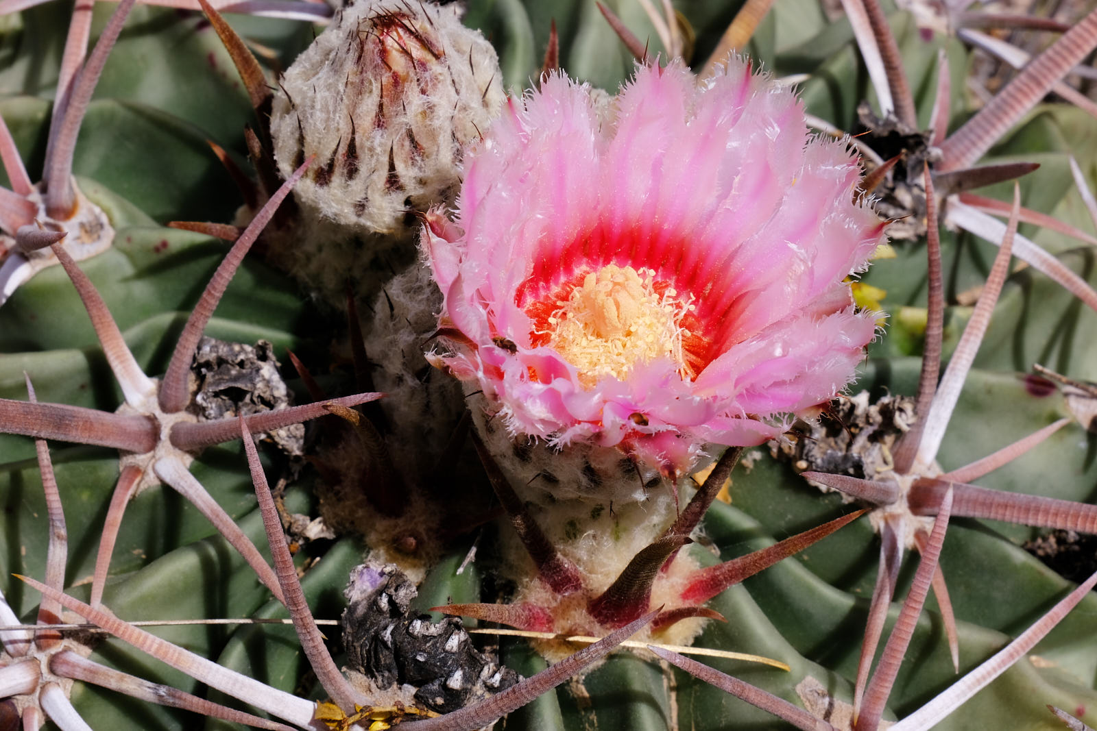 Unless to you, to whom should I praise love?