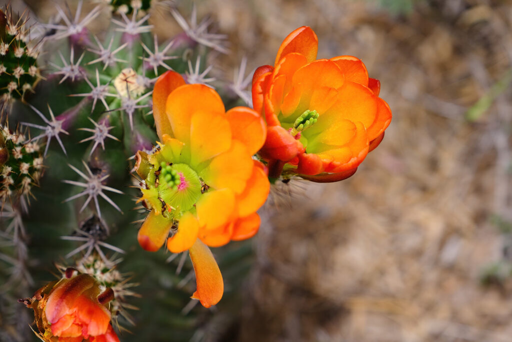 An eagle rejoices in the oak trees of heaven,