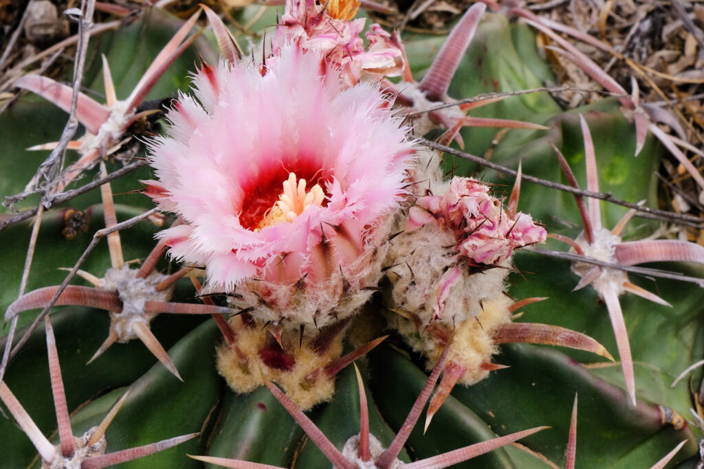 to watch a bumblebee cling
