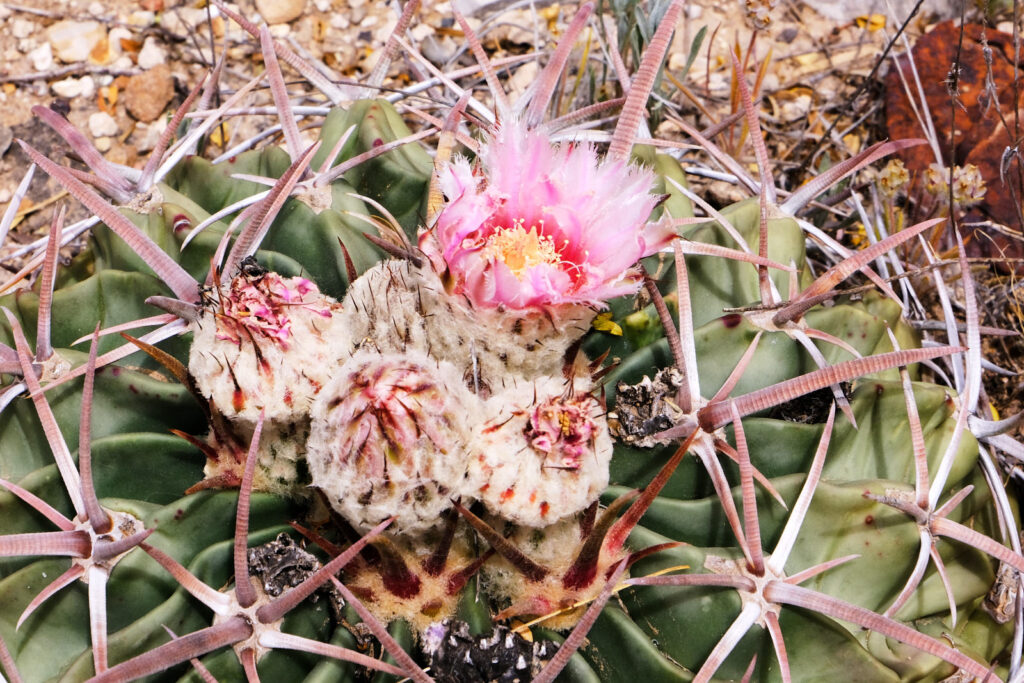 Now the teacher has whispered into my ears,