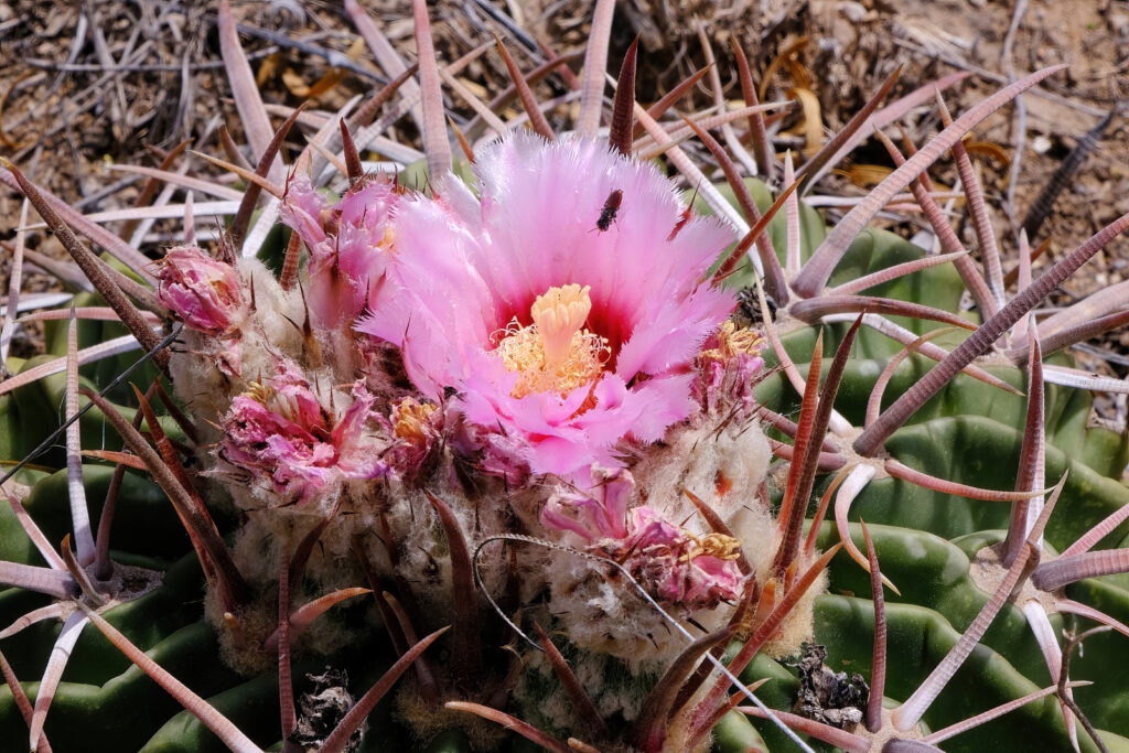 and you follow because you want to taste,