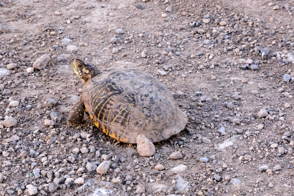 the making believe it’s still