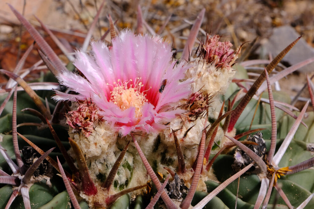 Other worlds were possible.