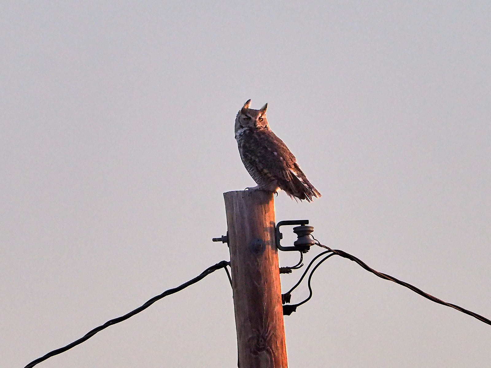 I would love to live