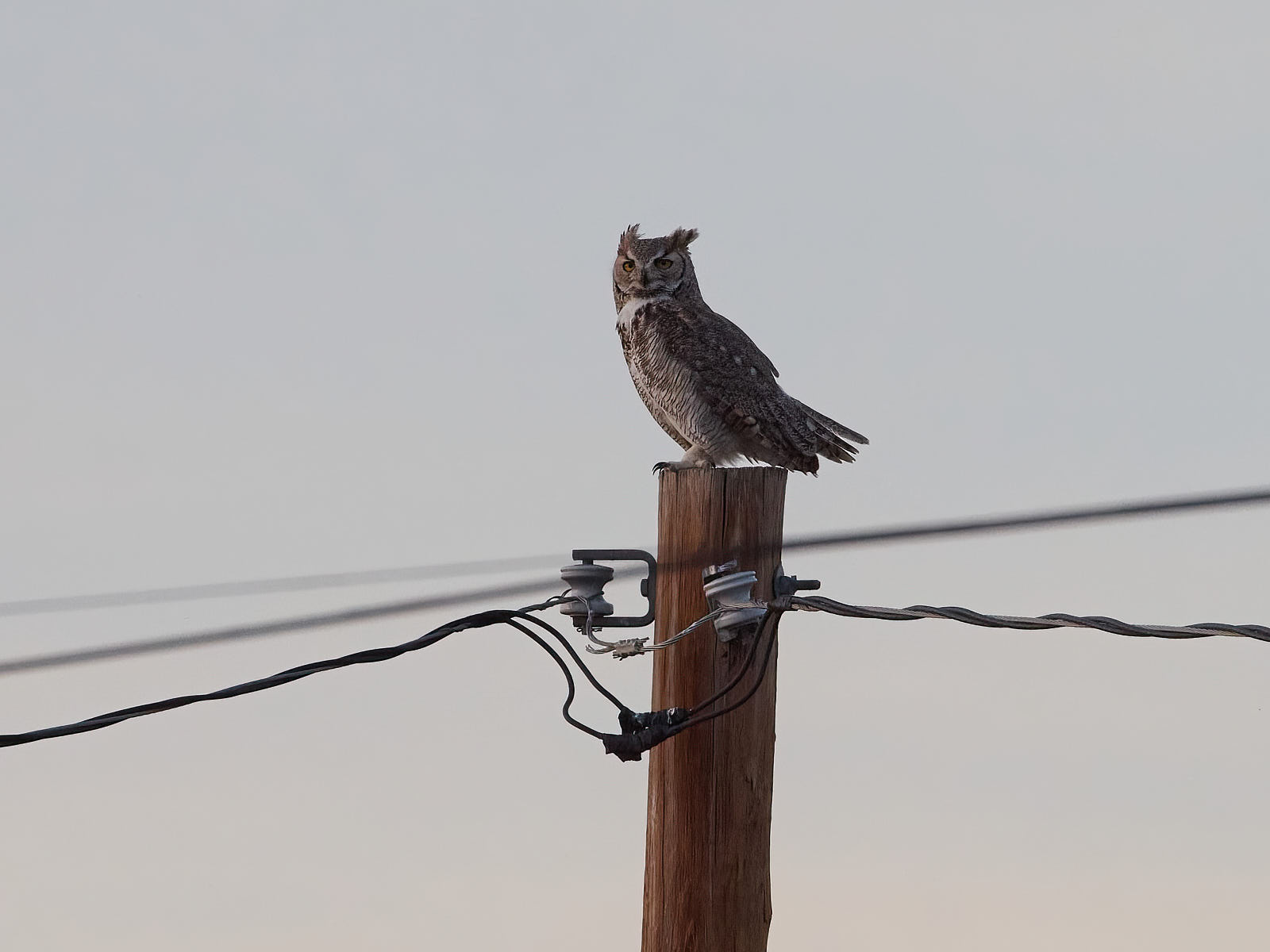 I’ve oft returned to this thought,