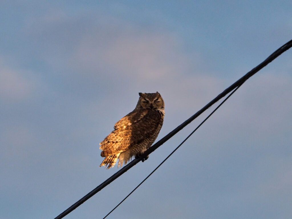 to its first purple flower.
