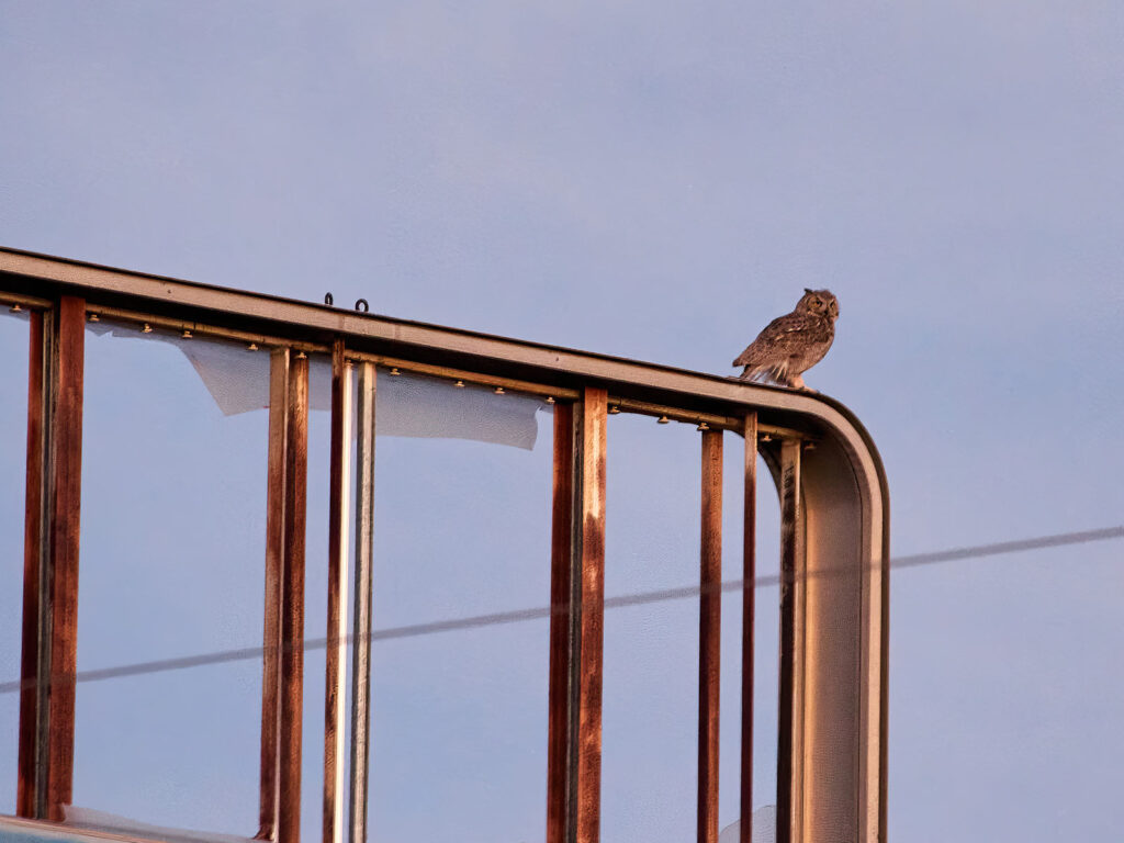 That good luck now is her home. —Mirabai, translated by Robert Bly and Jane Hirshfield