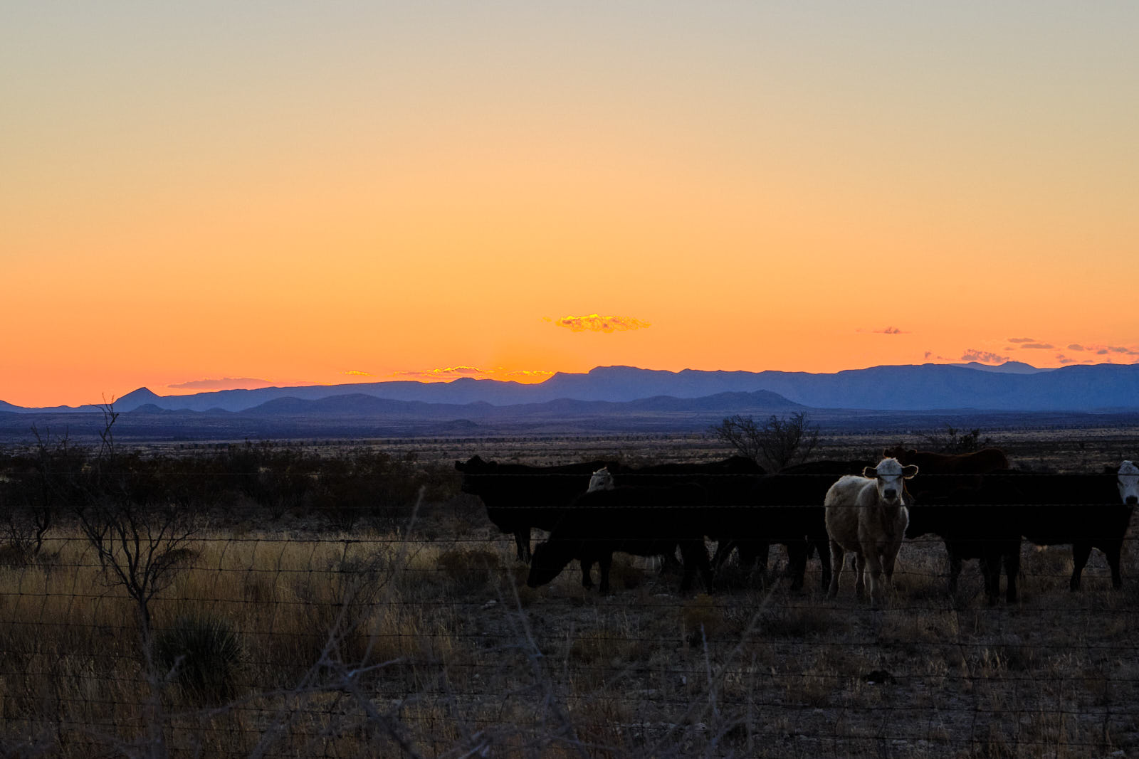 the barn’s chipped paint, light falling