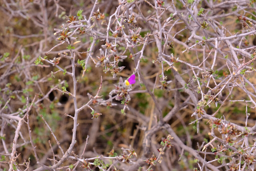 There ain't no end to the desert I‘ll cross