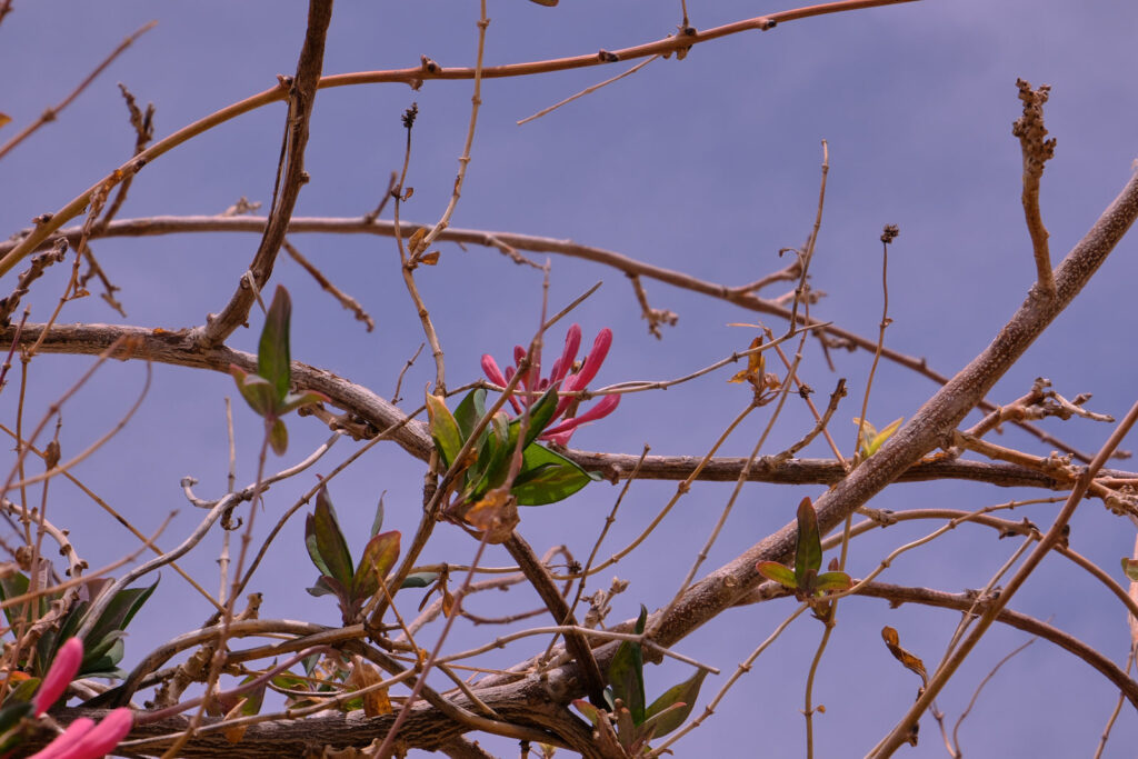 and I take a photo of those pink flowers so thirsty for my breath. /Hello,/