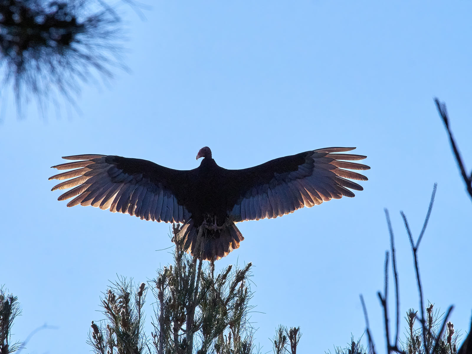 Some place on the earth it may happen, may catch the light,