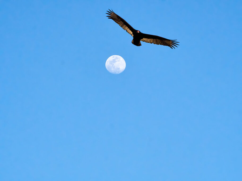 will catch in that shadow and then slip and be gone. —William Stafford