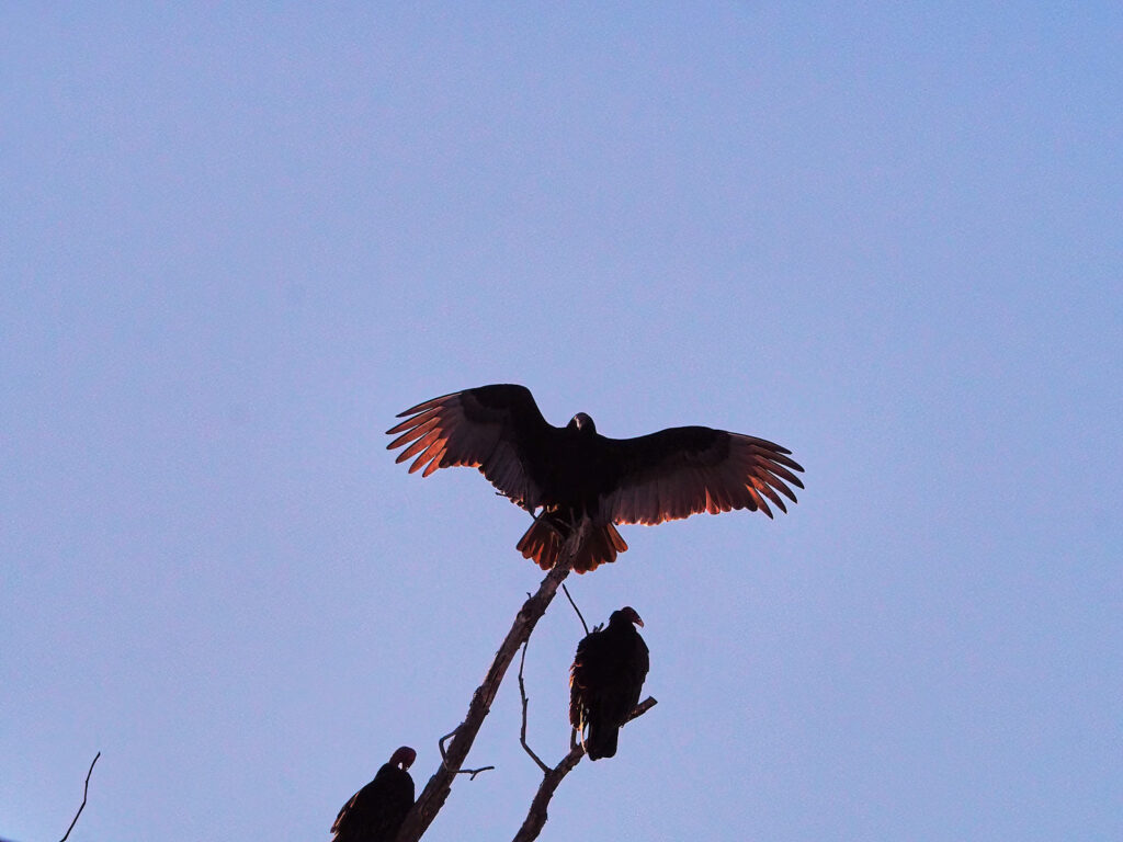 what do any of us want? Having been woken early,