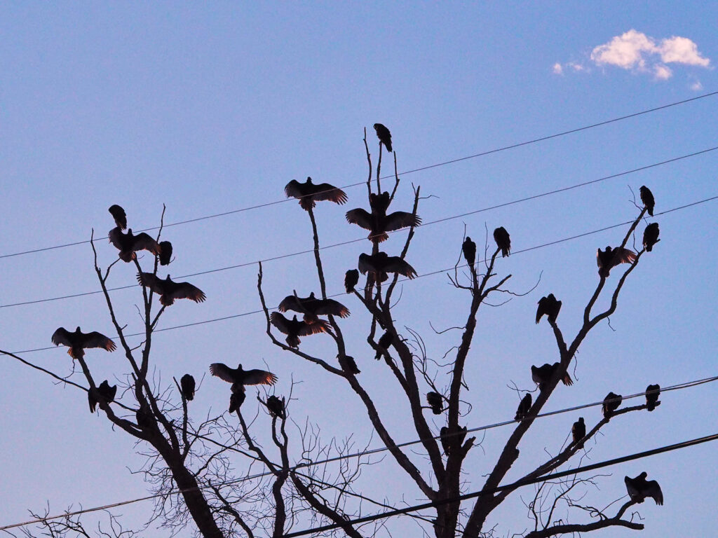 brought into the human world and made to respond,