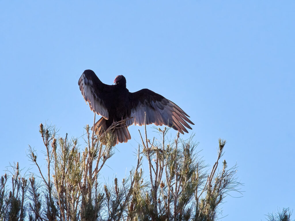 the little buds swell with their new circumstance.