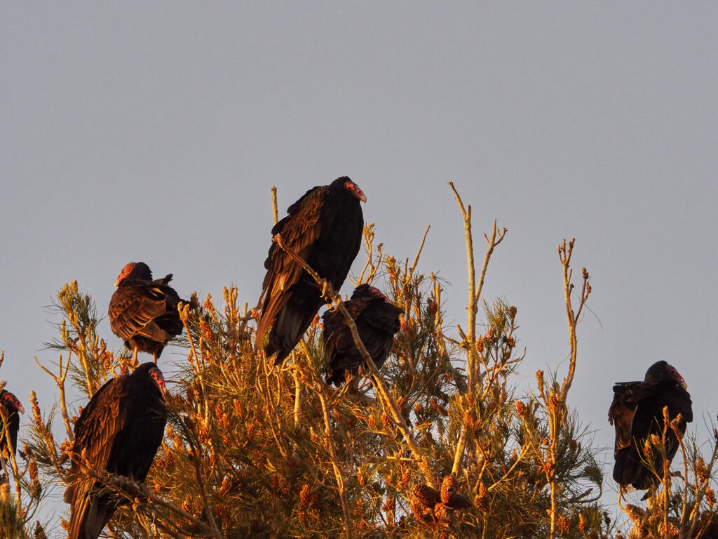 of your own misfortune, lest you grow weary