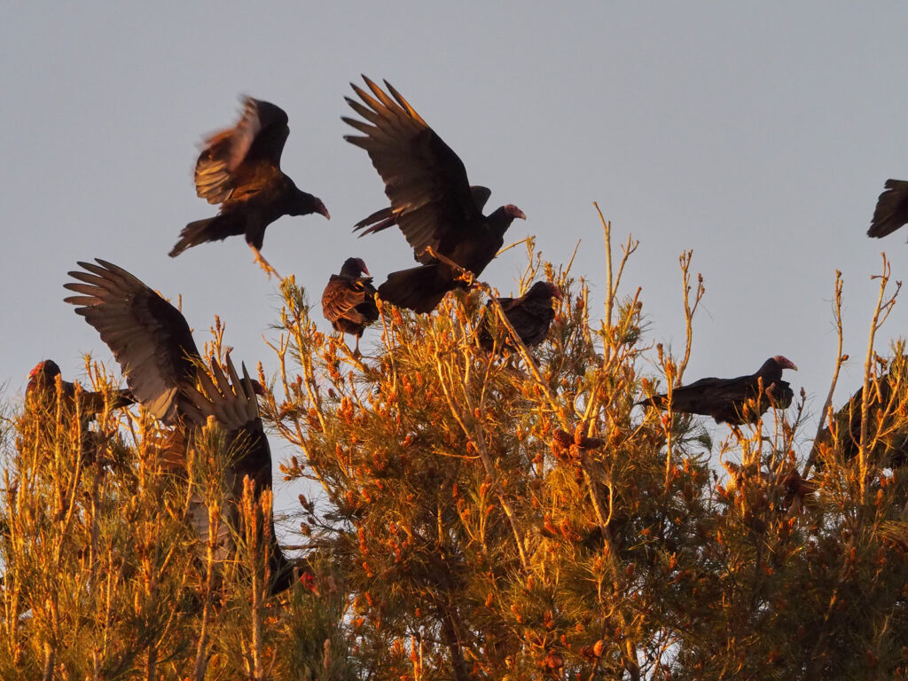of harvest, of cherries falling from the crown of sky —Danusha Laméris