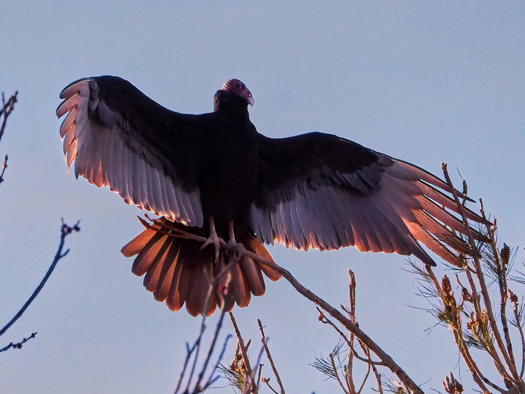 I dreamed that the heavens were eating the earth