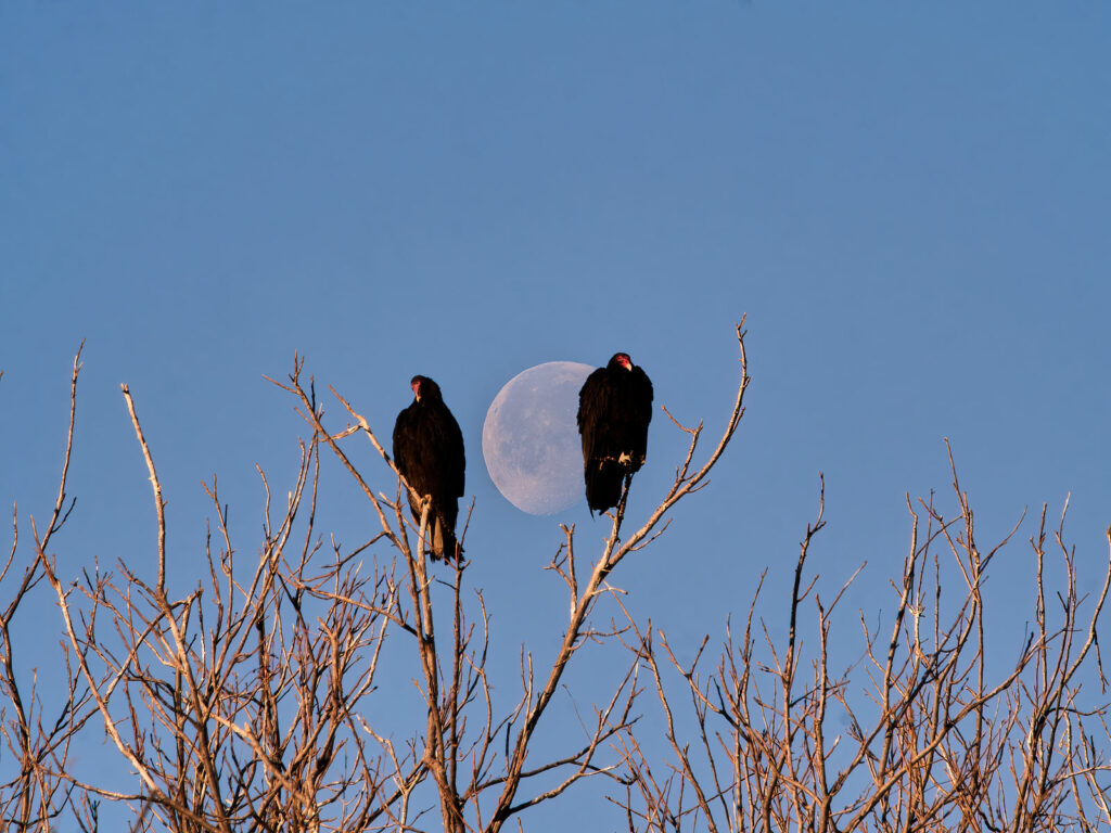 and dreamed himself she