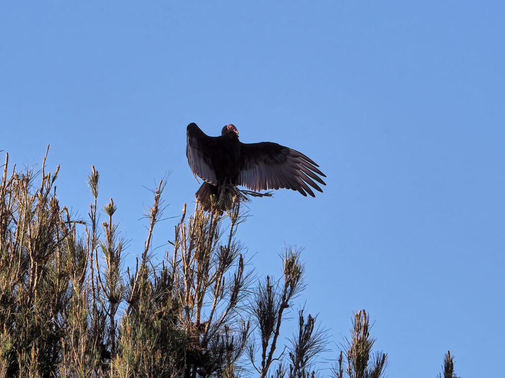 it was an unusual day