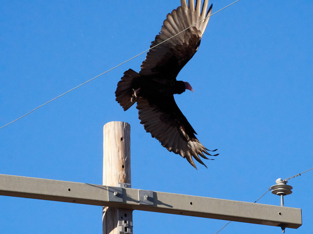 the sunlight awful and brutal.