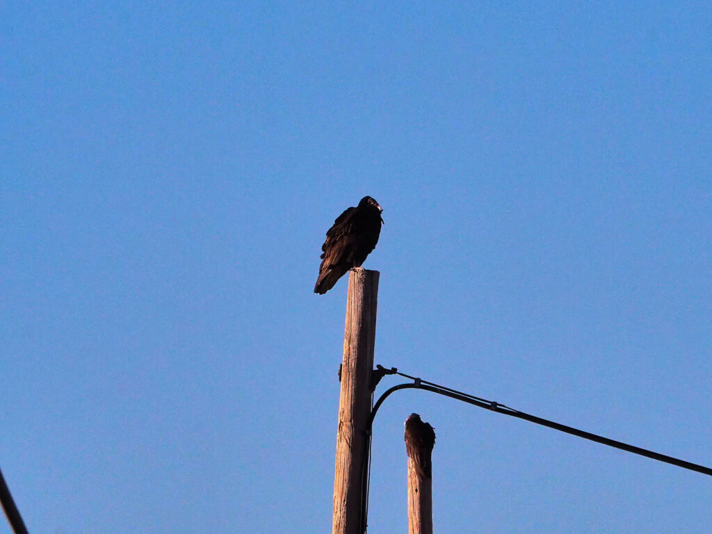 A motorcycle rips the day open