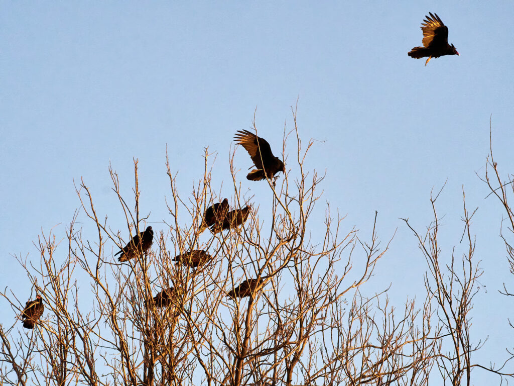 A type of happiness.      I want