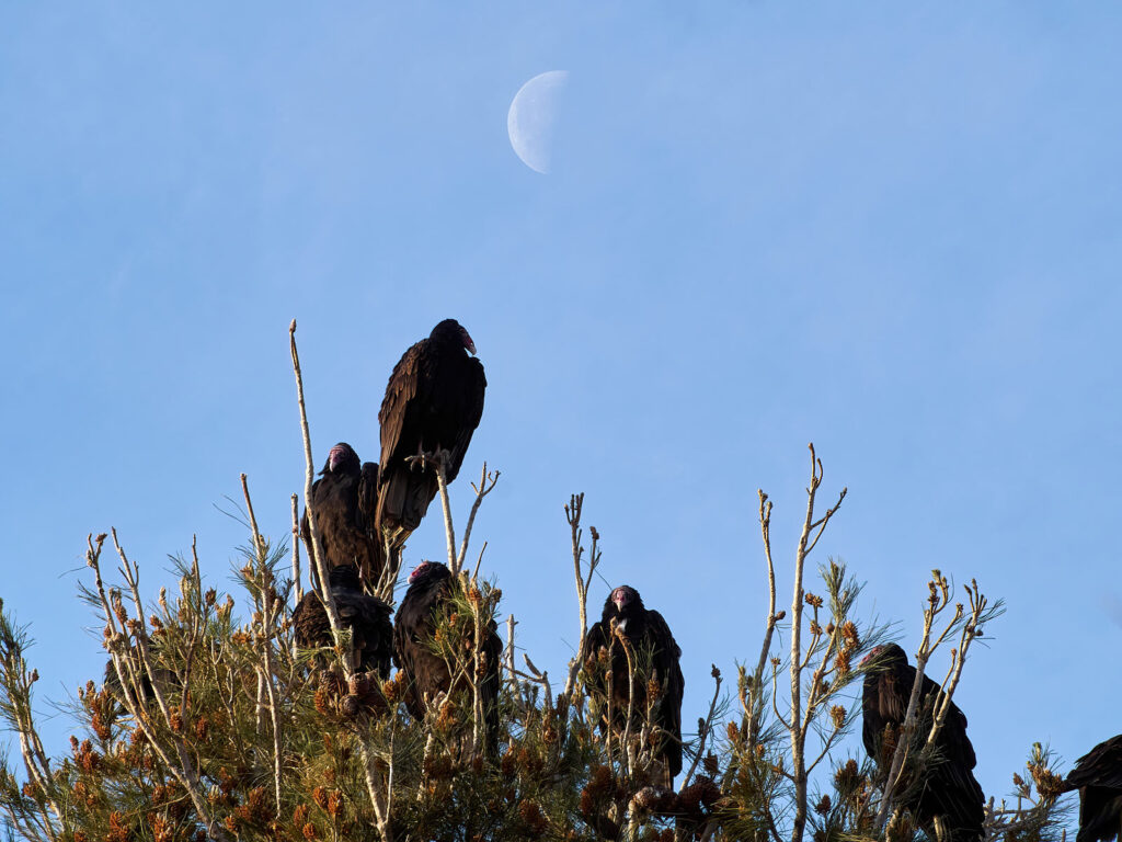 My throat should ache with praise, and I