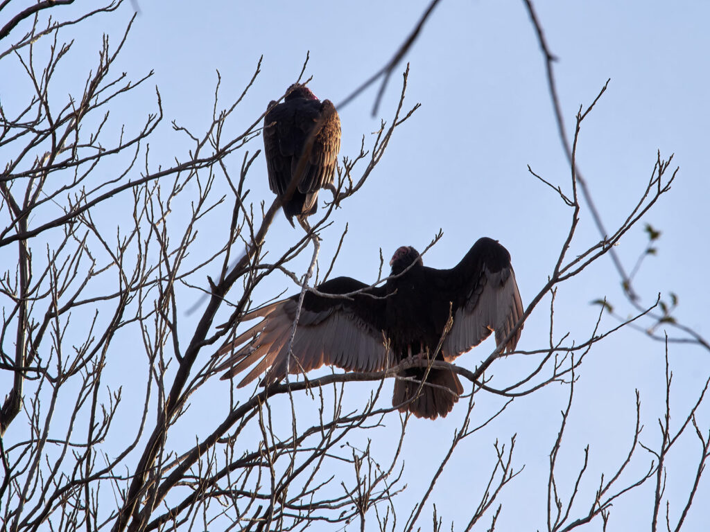 Should kneel in joy beneath the sky.
