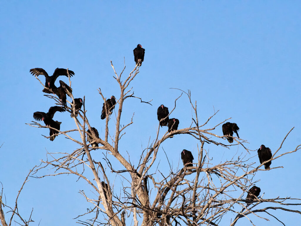 If mankind perished utterly;