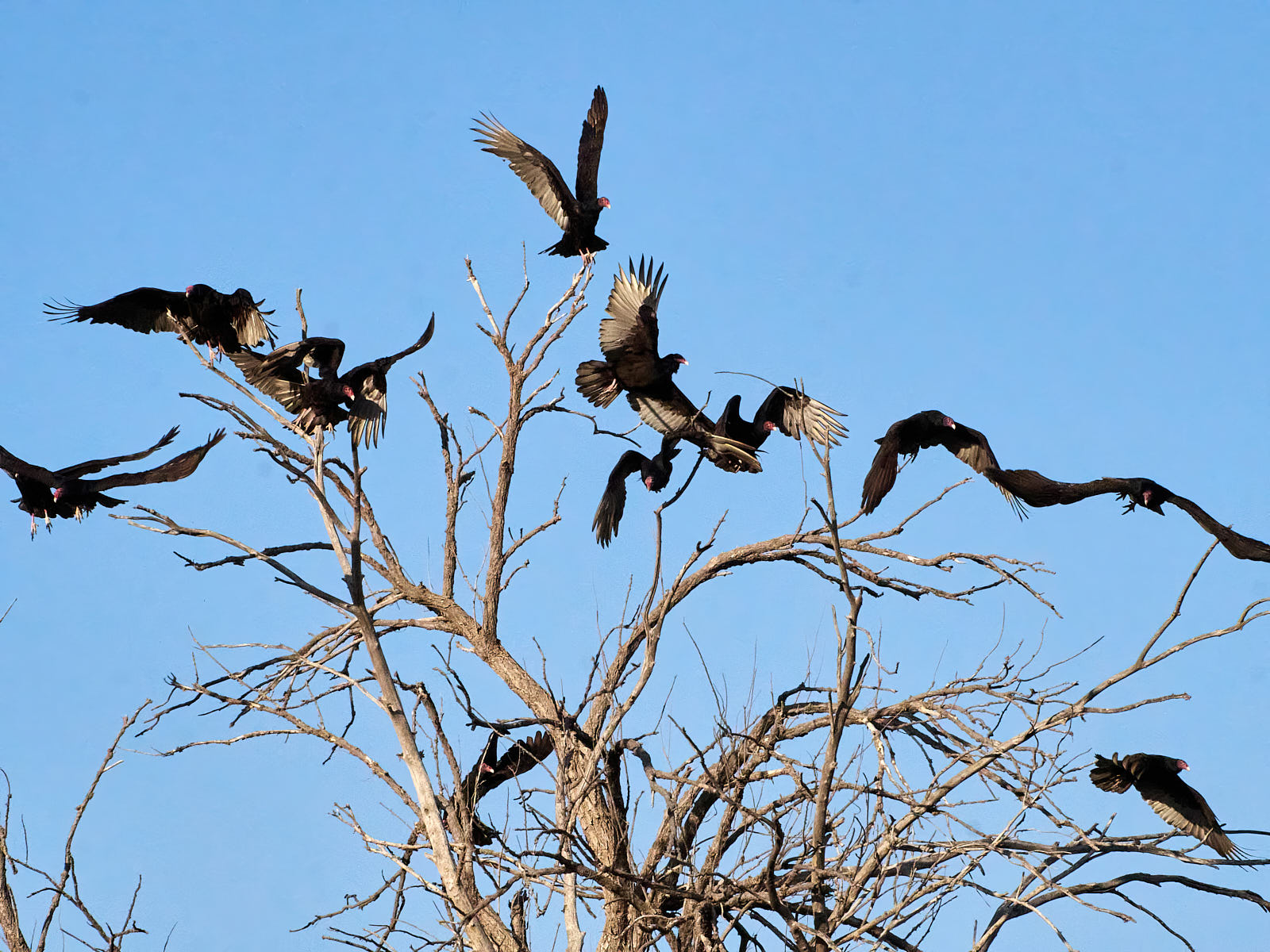 Not one would mind, neither bird nor tree