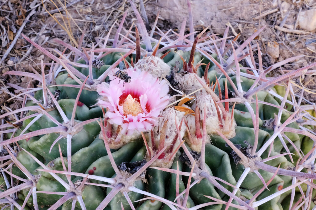 and breathing is wishing and wishing is having—