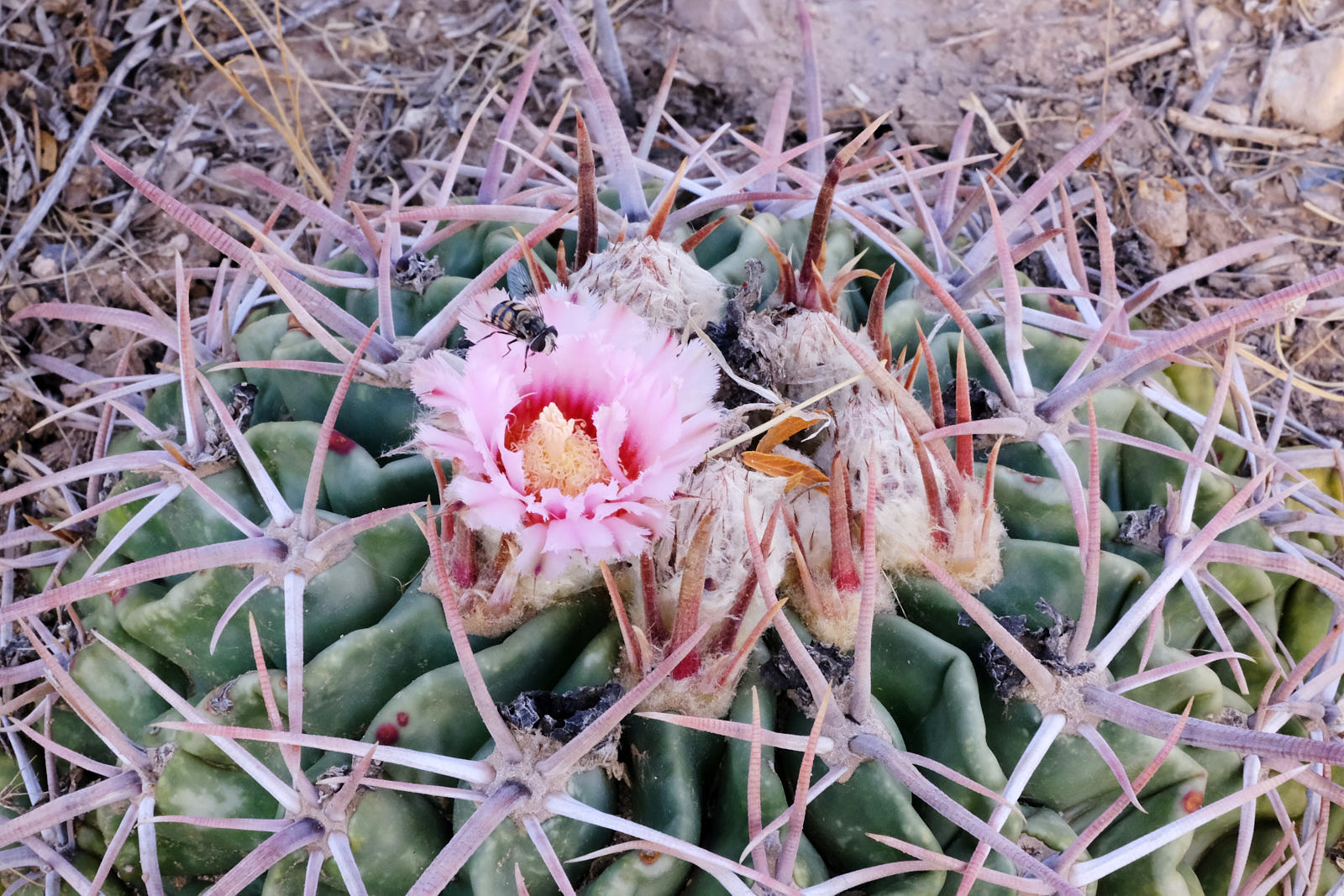 when faces called flowers float out of the ground