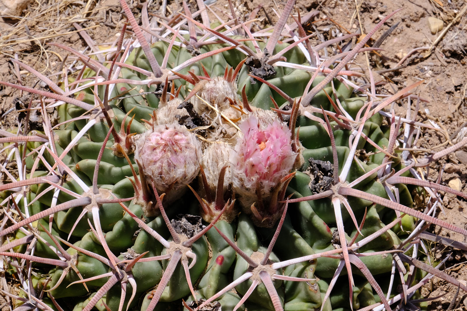 I had to be made ready for my solitary voyage