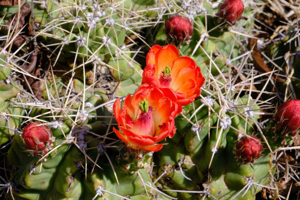 The goad will not renounce its sting and we our hope. —René Char, translated by Cid Corman