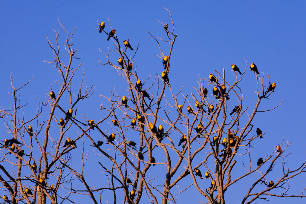 like jewels. —Anne Carson