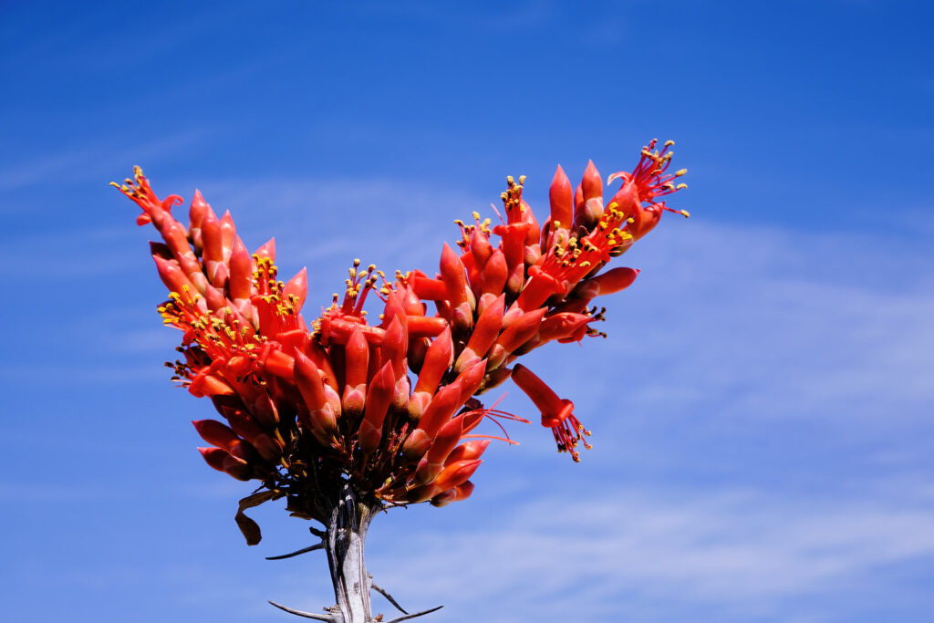 Instead I wonder when I say /blue/