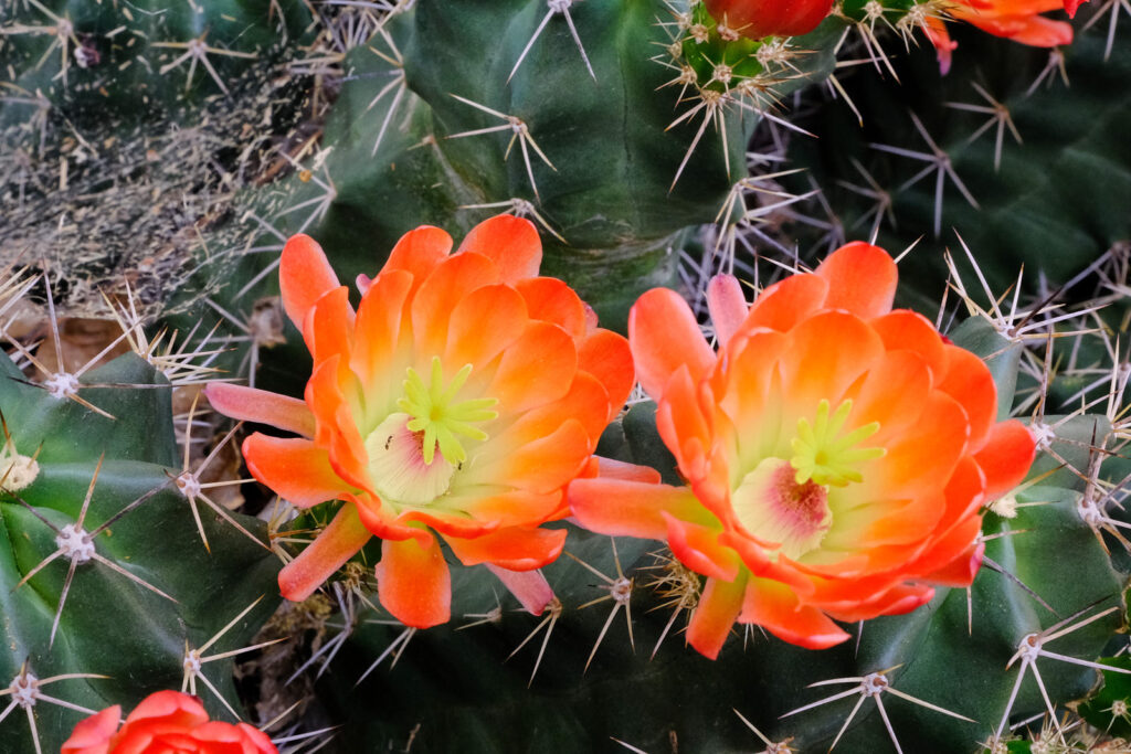 inside the chasm there is a mirror and