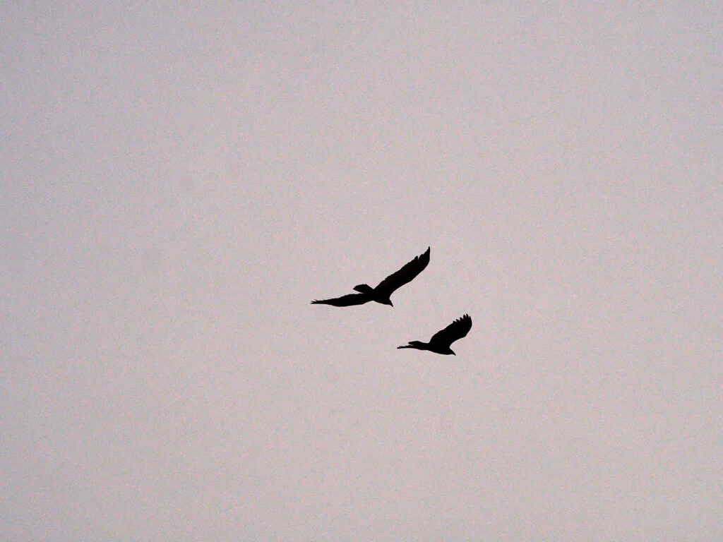 so easily —Frankie Tran