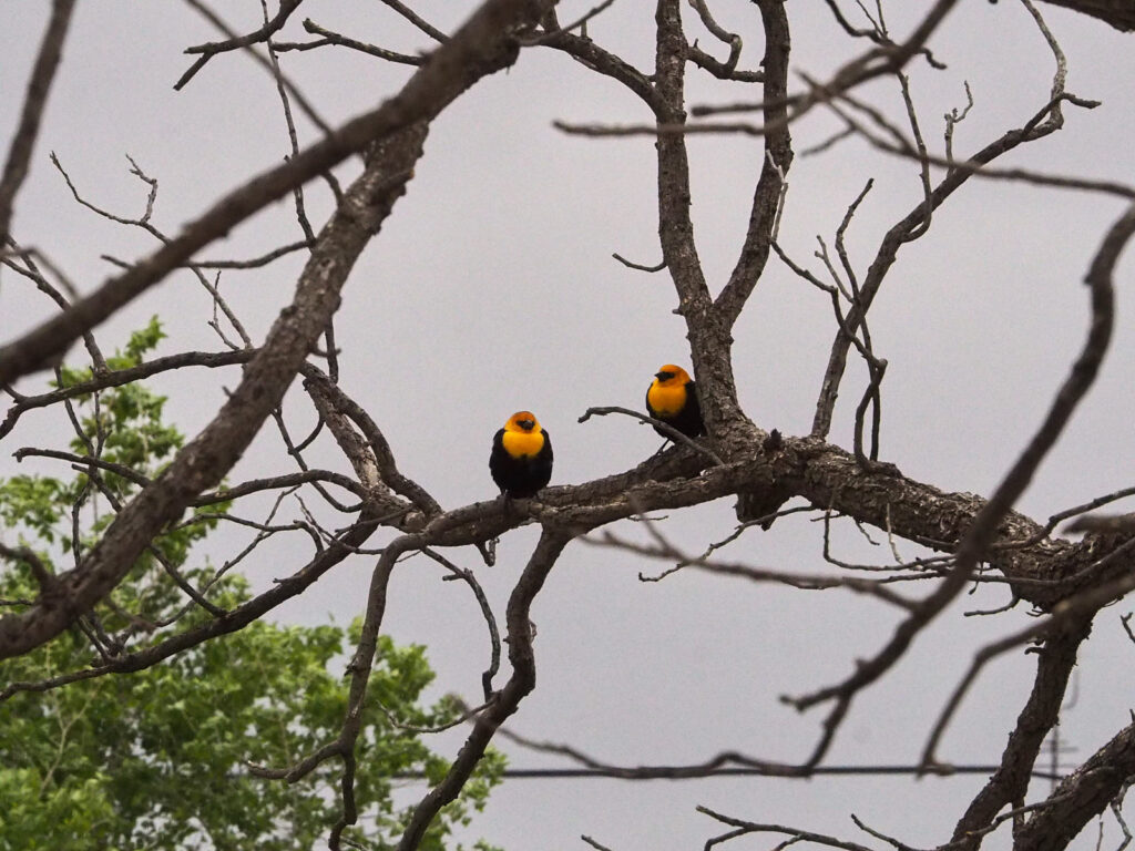 The espresso of my conscience