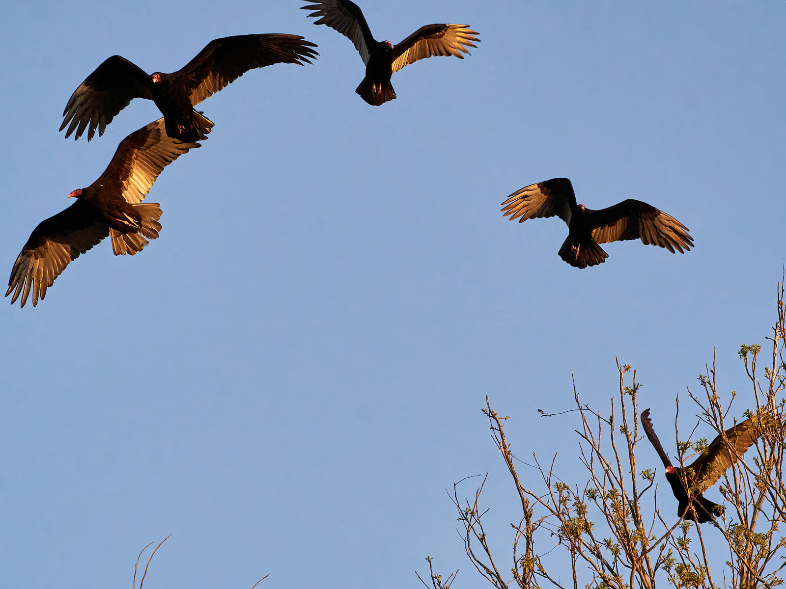 I’ve never been a great lover