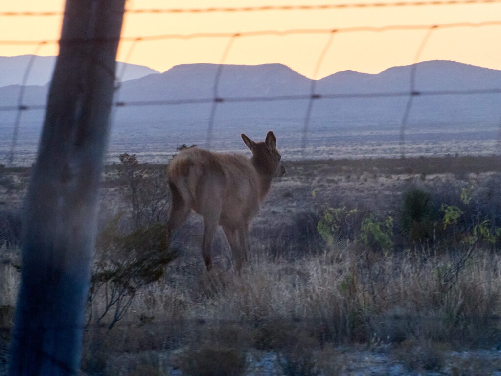 might fly? —Andrea Cohen