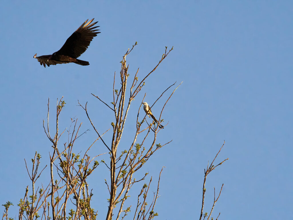 To have lived lightly in the spring,