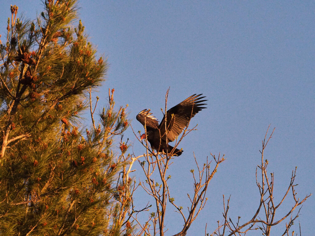 To have loved, to have thought, to have done?
 —James Longenbach