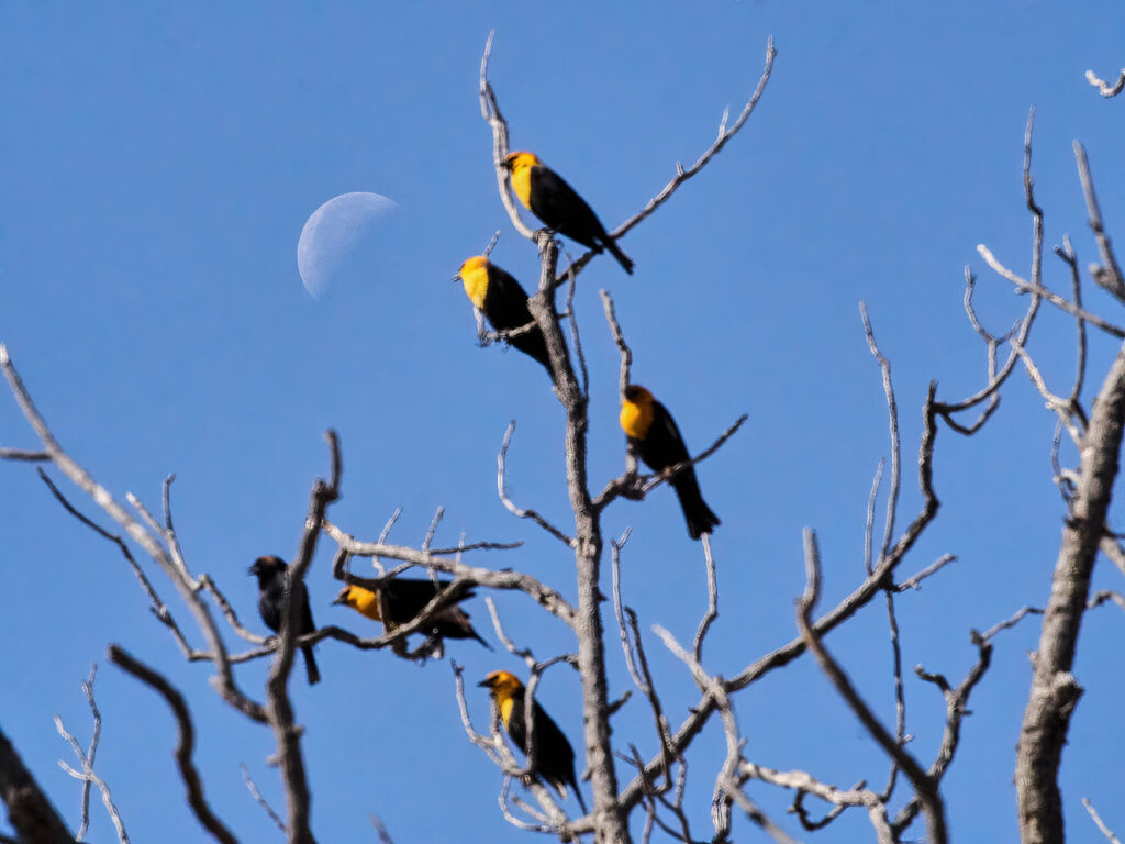 don’t think it will nor do I want it to. —William Bronk