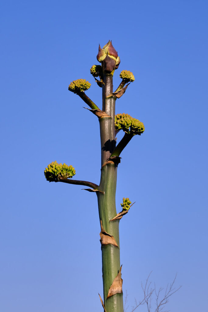 Through which the troops have passed