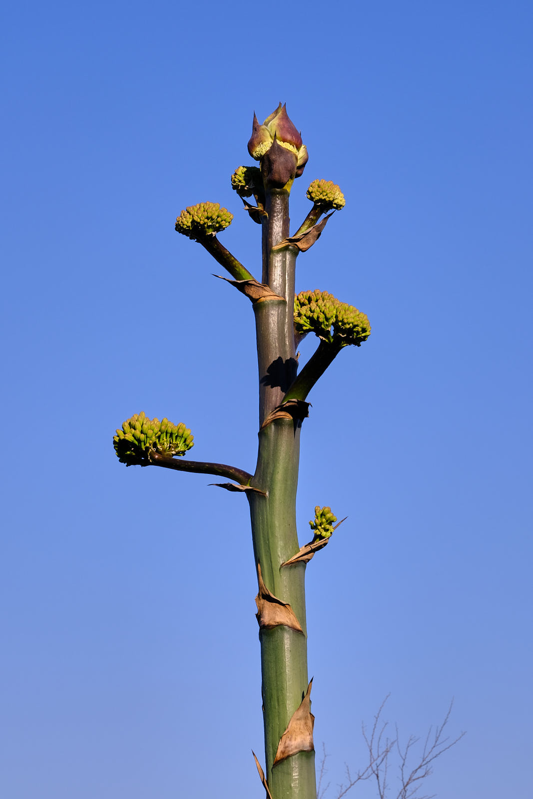 Hungry as an archway