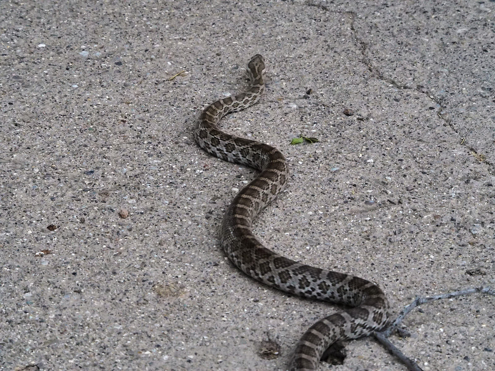 I cannot with eyes convey